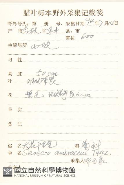 大花千里光藏品圖，第2張