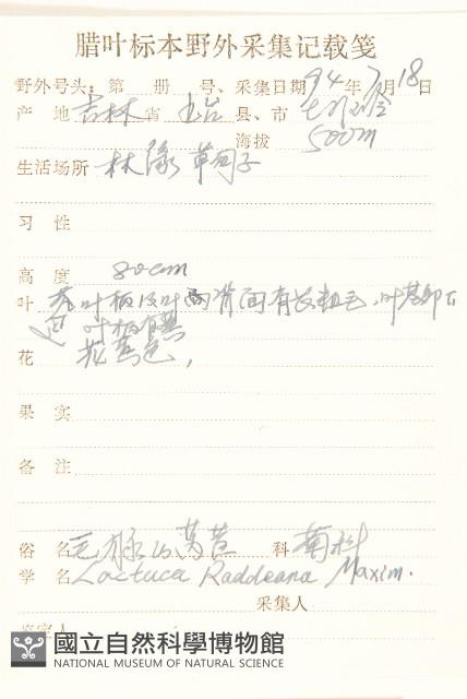 毛脈山蒿苣藏品圖，第2張