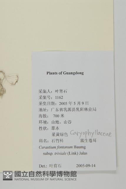 簇生卷耳藏品圖，第2張