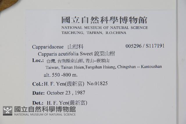 銳葉山柑藏品圖，第2張