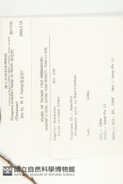 軟毛柿藏品圖，第2張