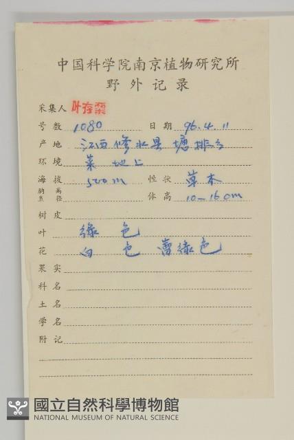 無心菜、鵝不食草藏品圖，第2張