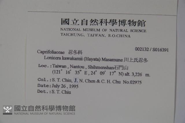 川上氏忍冬藏品圖，第2張