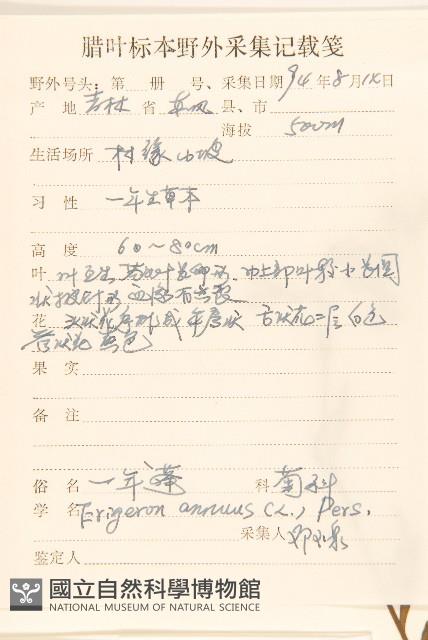 白頂飛蓬藏品圖，第2張