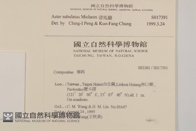 掃帚菊藏品圖，第2張