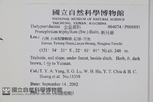 新月蕨藏品圖，第2張