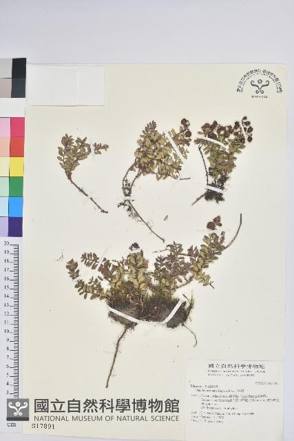 高山白珠樹藏品圖，第1張