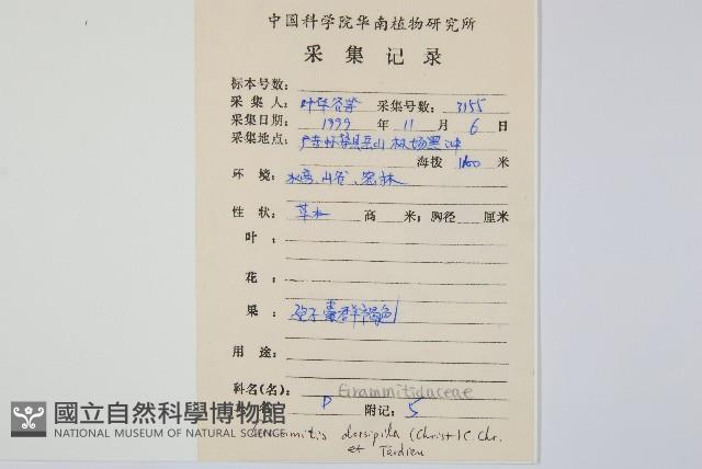 短柄禾葉蕨藏品圖，第2張