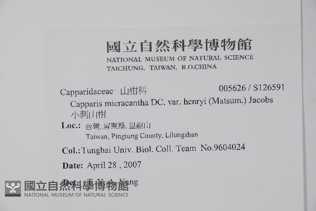 小刺山柑藏品圖，第2張