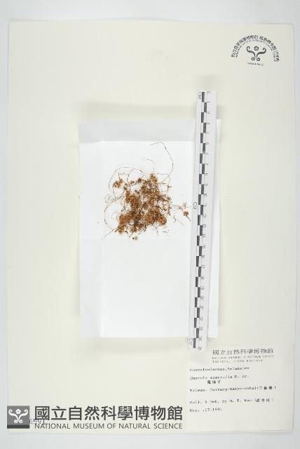 菟絲子藏品圖，第1張