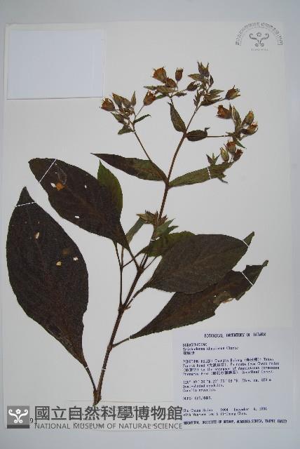 假酸漿藏品圖，第1張