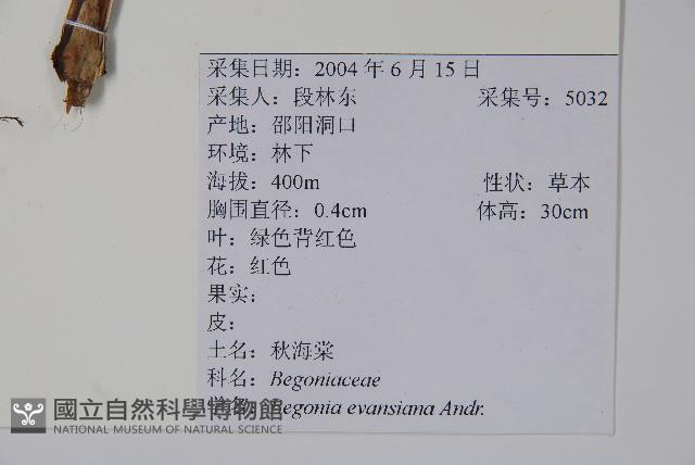 秋海棠藏品圖，第2張