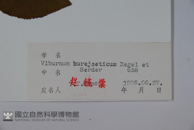 暖條莢迷藏品圖，第2張