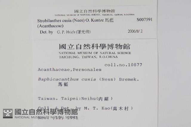 臺灣馬藍藏品圖，第2張