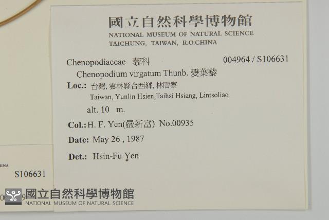 變葉藜藏品圖，第2張