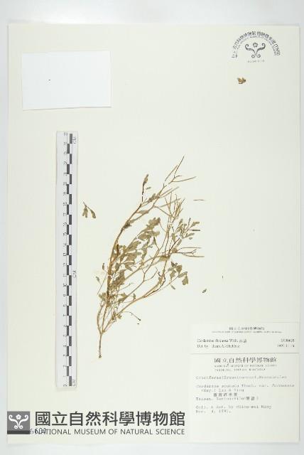 焊菜藏品圖，第1張