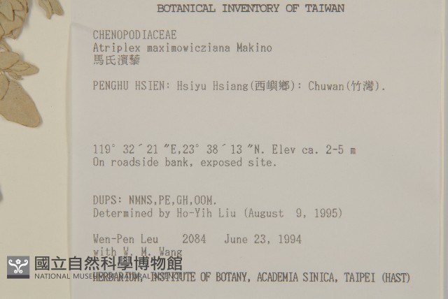 馬氏濱藜藏品圖，第2張