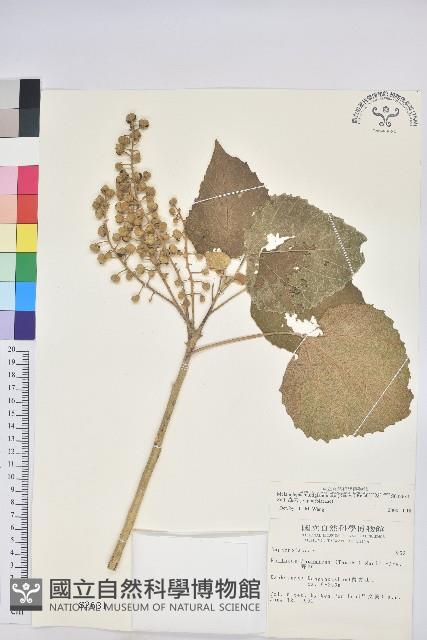 蟲屎藏品圖，第1張