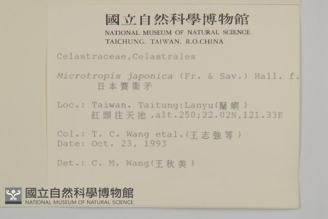 日本賽衛矛、日本假衛矛藏品圖，第2張
