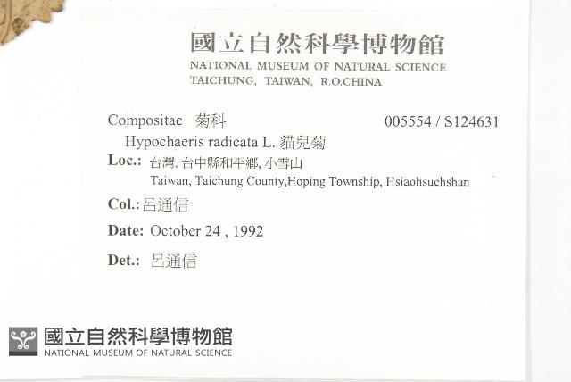 貓兒菊藏品圖，第2張