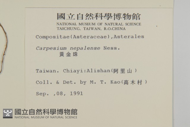 黃金珠藏品圖，第2張