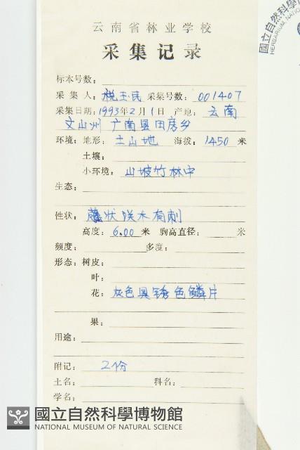 毛柱胡頹子藏品圖，第2張