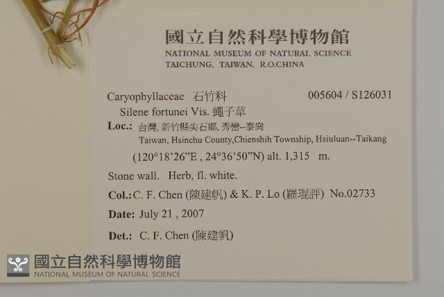 蠅子草藏品圖，第2張