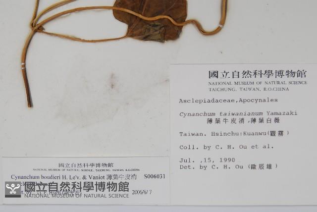 薄葉牛皮消藏品圖，第2張