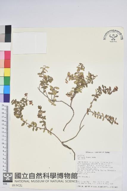 高山白珠樹藏品圖，第1張