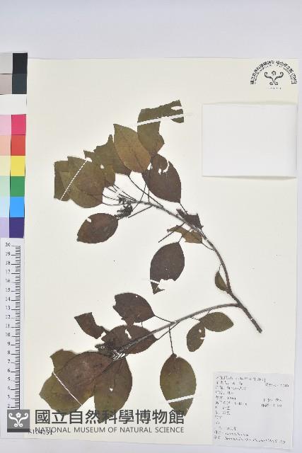 白臼藏品圖，第1張