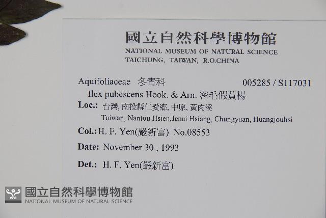 密毛假黃楊藏品圖，第2張