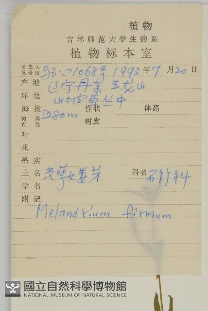 堅硬女婁菜藏品圖，第2張