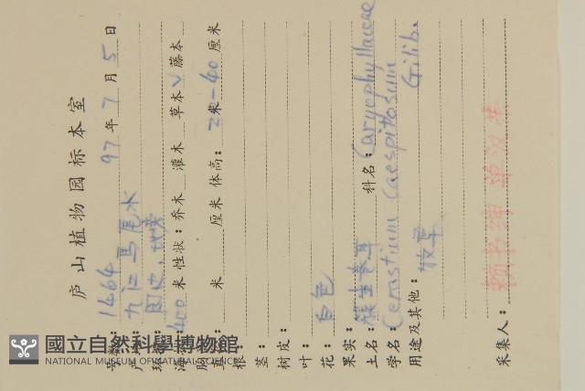 簇生卷耳藏品圖，第2張