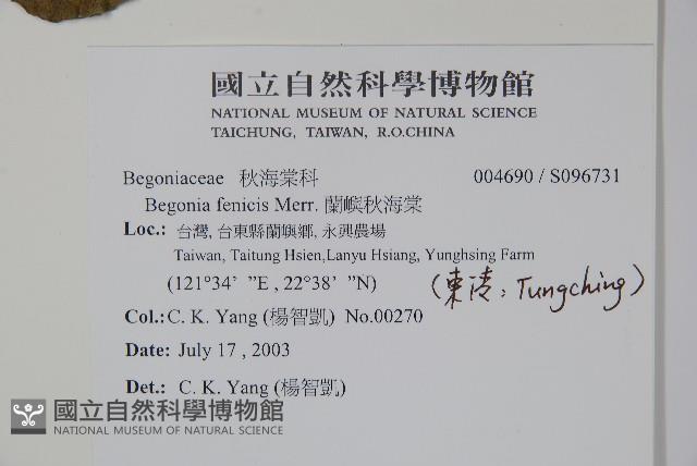 蘭嶼秋海棠藏品圖，第2張