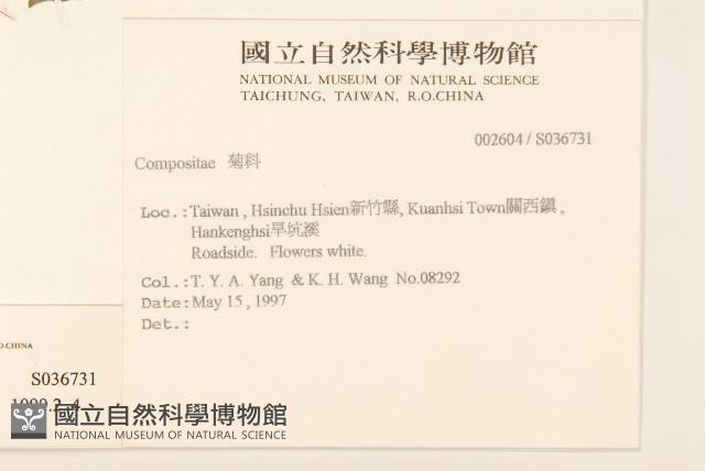 粗毛小米菊藏品圖，第2張