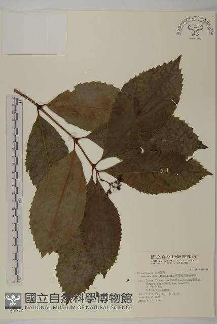 草珊瑚、紅果金粟蘭藏品圖，第1張