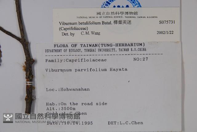 樺葉莢迷、玉山莢迷藏品圖，第2張