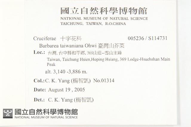 臺灣山芥菜藏品圖，第2張