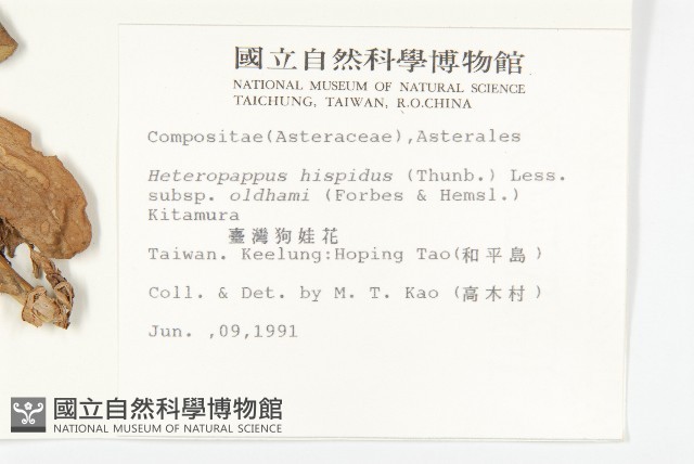 臺灣狗娃花藏品圖，第2張