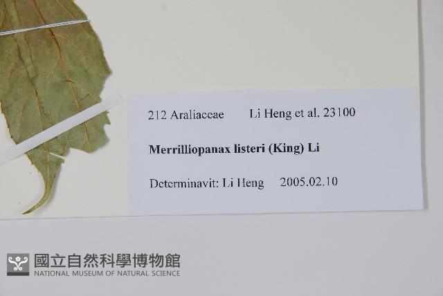 長梗常春木藏品圖，第2張