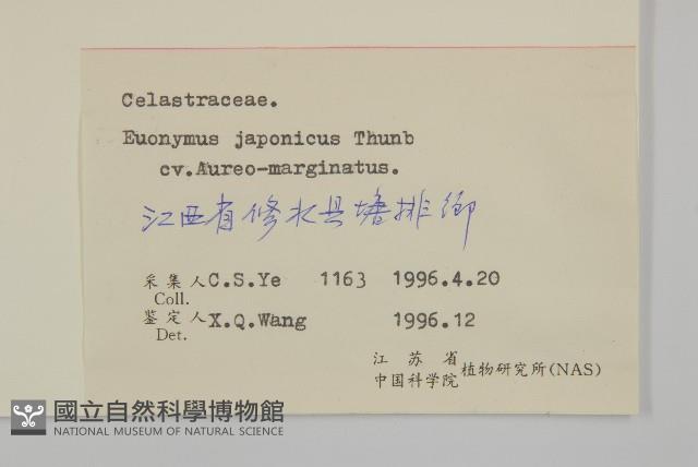 日本衛矛藏品圖，第2張