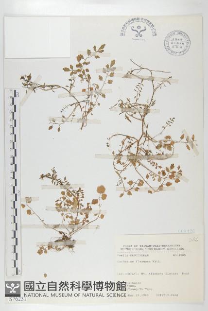 焊菜藏品圖，第1張