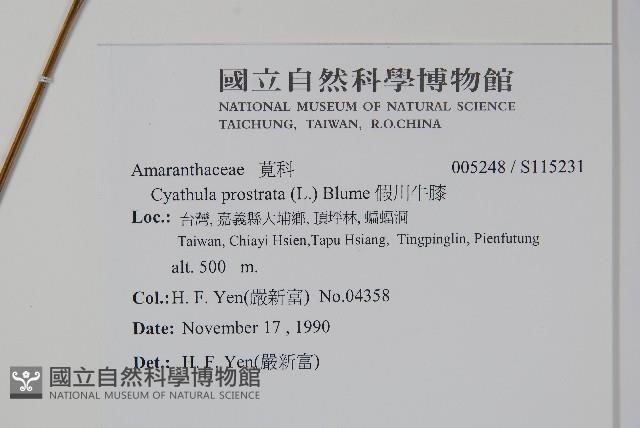 假川牛膝藏品圖，第2張