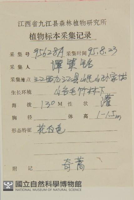 珍珠蒿、奇蒿藏品圖，第2張