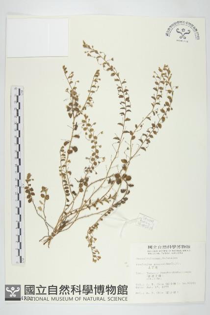 土丁桂藏品圖，第1張