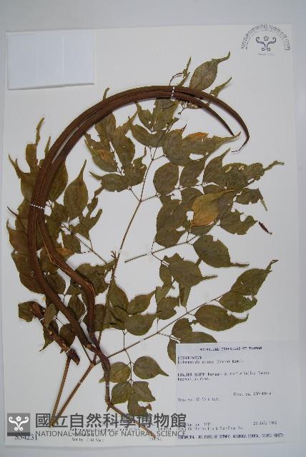 山菜豆藏品圖，第1張