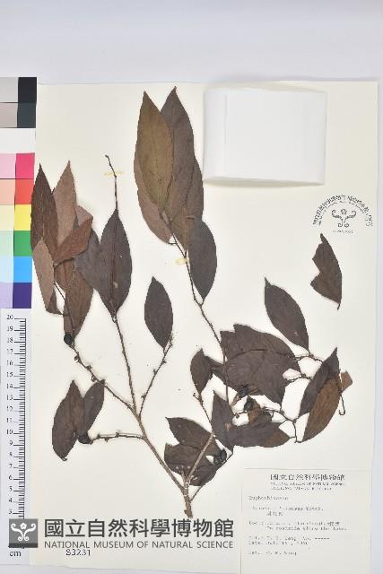 刺杜密藏品圖，第1張