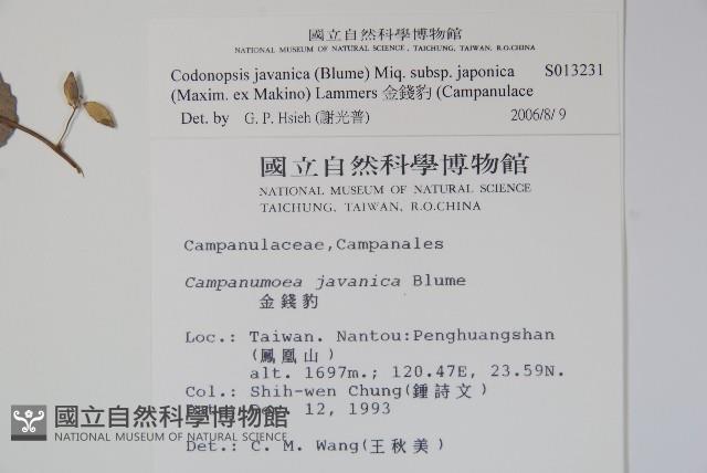 金錢豹藏品圖，第2張