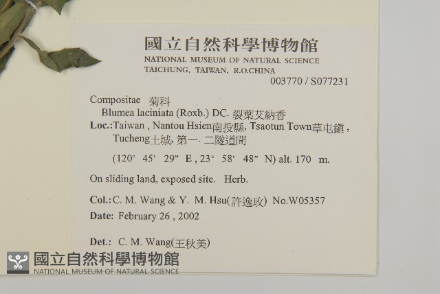裂葉艾納香藏品圖，第2張