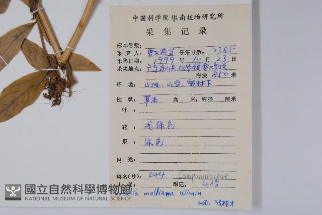 東南山梗菜藏品圖，第2張